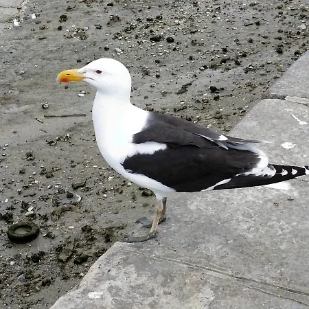 Petite Maison Pleine De Charme Au Treport..... 別荘